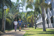 JCU Palms