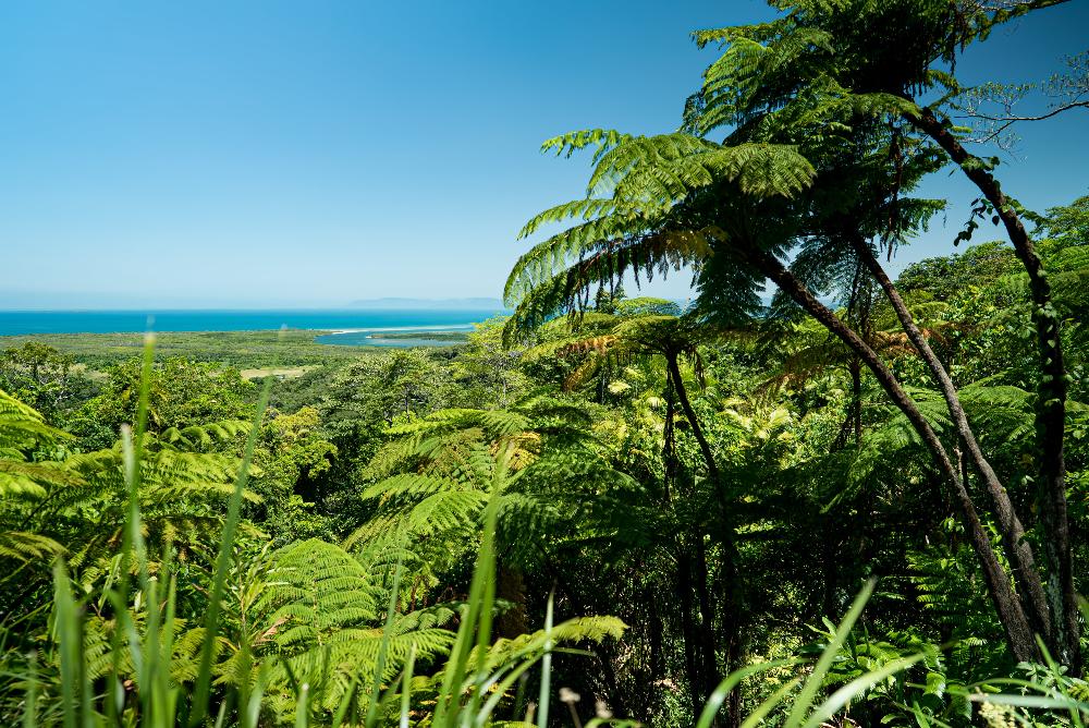 Rainforest Rainforest