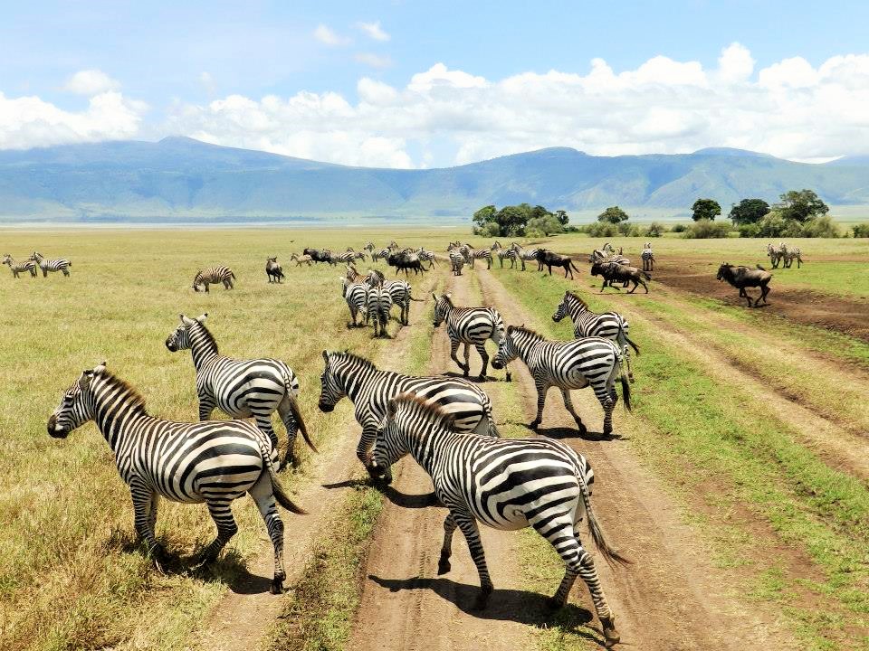 zebras