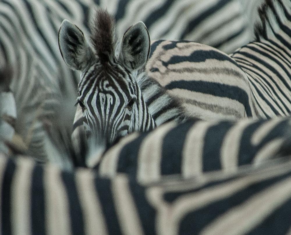 Zebras