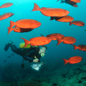 Diving observations