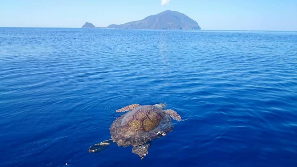Sea Turtle