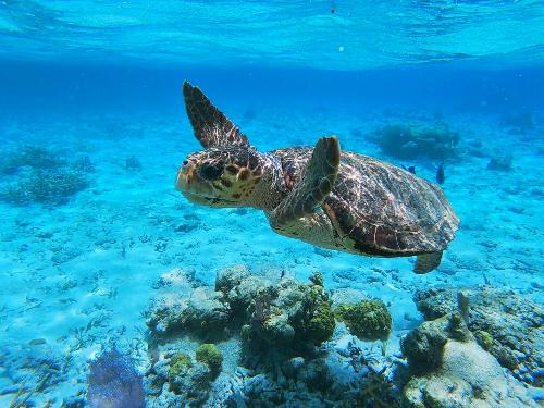 sea turtle