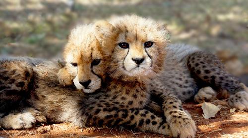 cheetah cubs