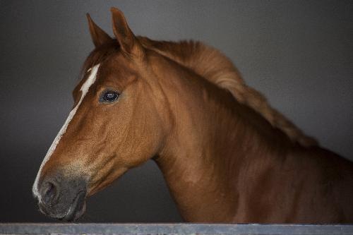 horse Spain