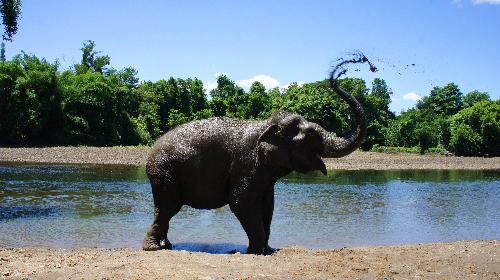 Elephant 2