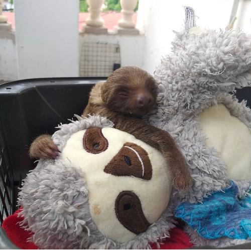 sloths
