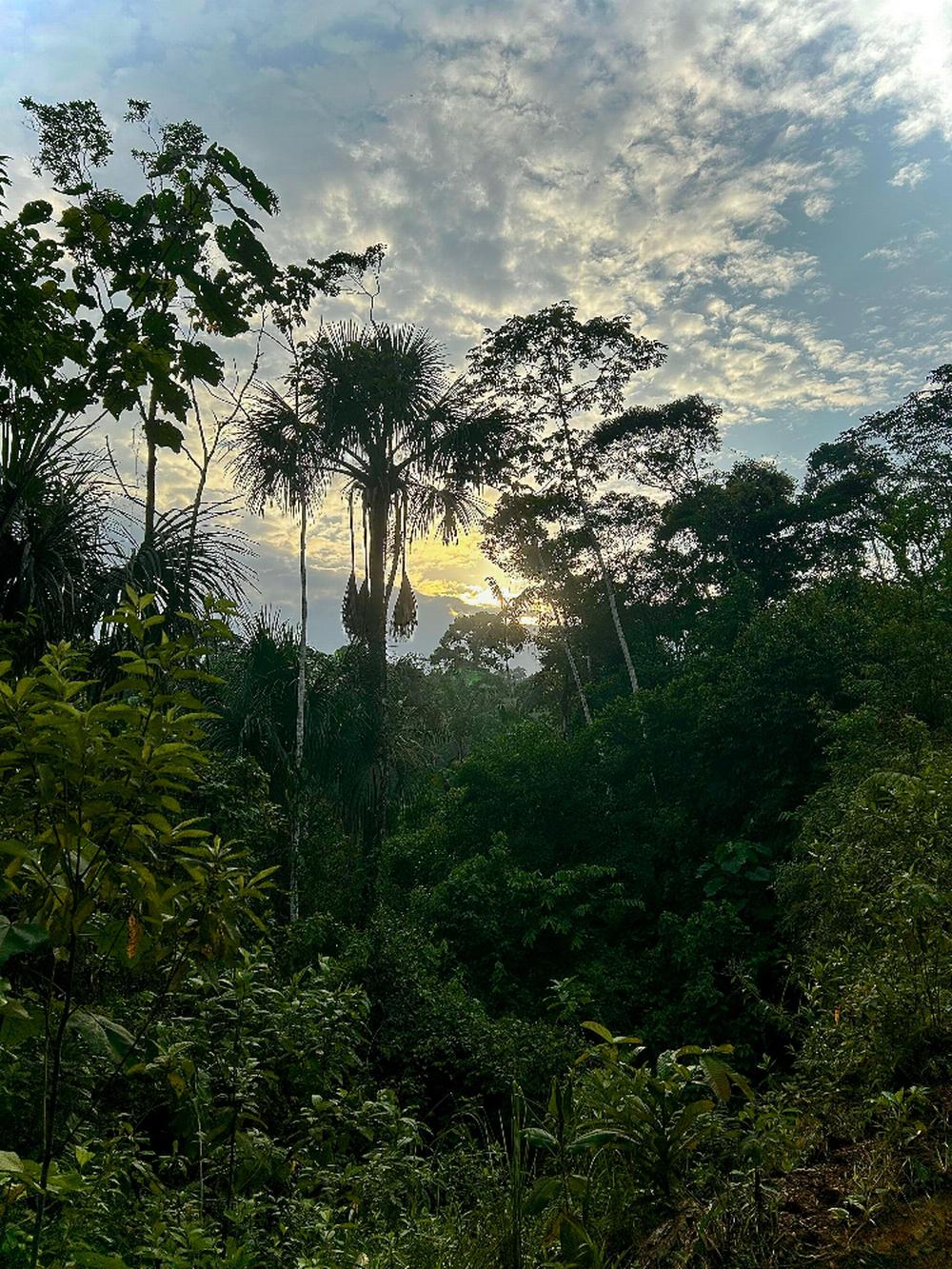 Rainforest view from house