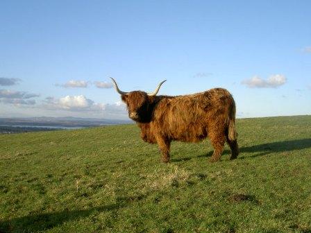 Scotland -St Andrews highland cow